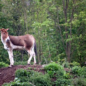 Kiang; Parc Paradisio; 13th May 2010
