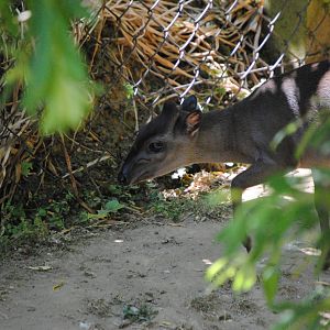 Blue Duiker