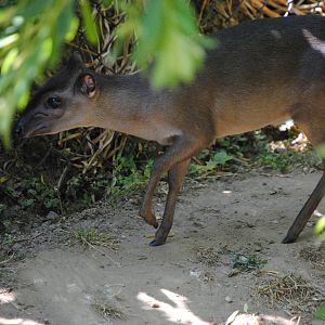 Blue Duiker