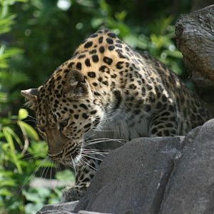 Amur leopard