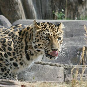 Amur leopard