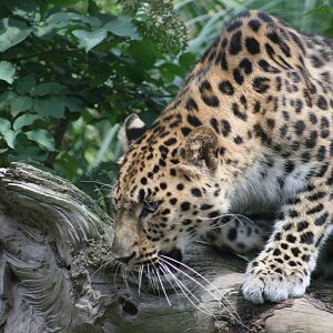 Amur leopard