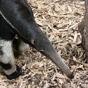 Giant anteater