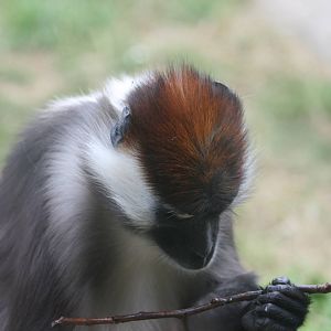 Mangabey