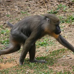 Mandrill