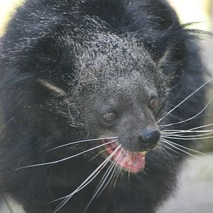 Binturong