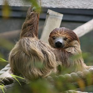 Sloth