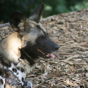 African Hunting Dog