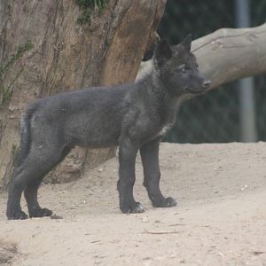 Wolf Cub