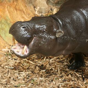 Pygmy hippo