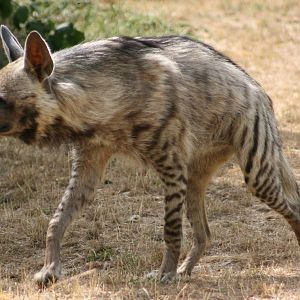Striped Hyena
