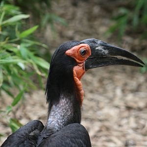 Ground Hornbill