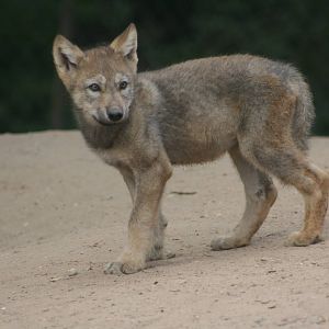 Wolf Cub