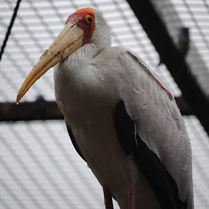 Yellow billed Stork in the rain