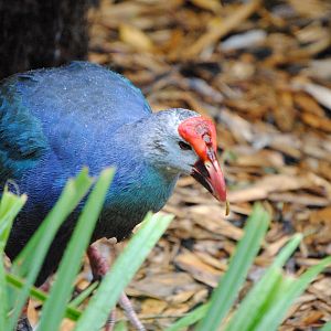 Purple Swamphen