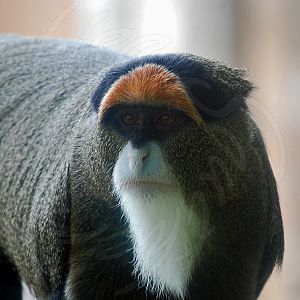 De Brazza Monkey