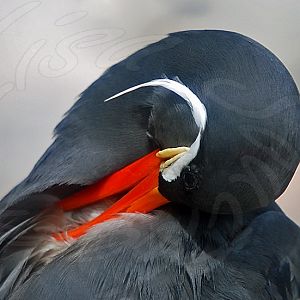 Inca Tern