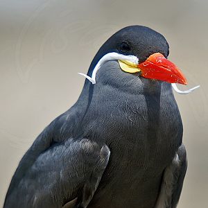 Inca Tern