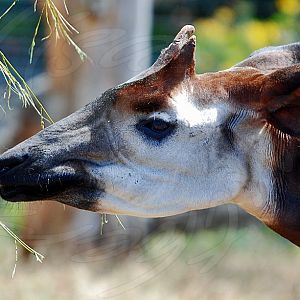 Male Adult Okapi