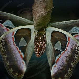 Atlas Moth Emerging