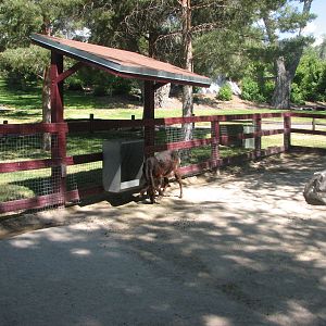 Barnyard - Petting Zoo