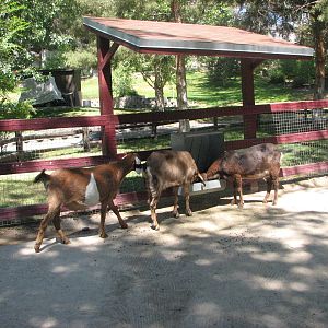 Barnyard - Petting Zoo