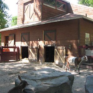 Barnyard - Petting Zoo