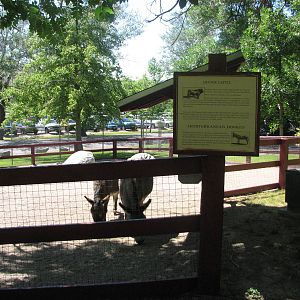 Barnyard - Sardinian Donkey and Dexter Cattle