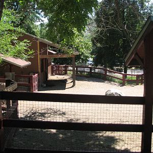 Barnyard - Sardinian Donkey and Dexter Cattle