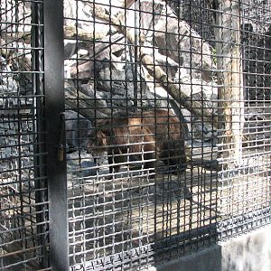 Current Grizzly Exhibit