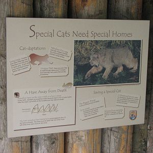 Canada Lynx Signage