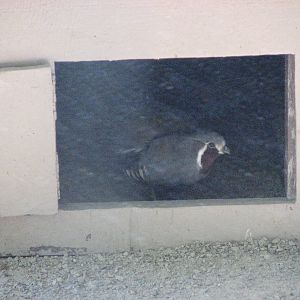 Mountain Quail