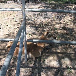 Pronghorn