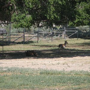 White-tailed Deer and Pronghorn