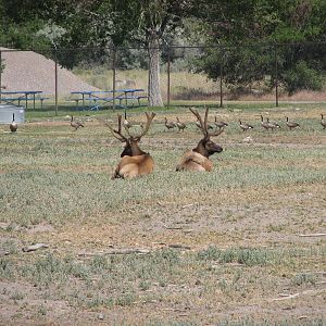 Grassland Exhibit - Elk