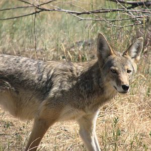 Coyote