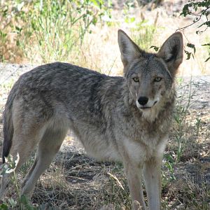 Coyote