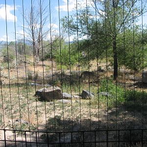 Coyote Exhibit