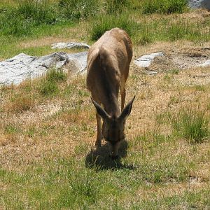 Mule Deer