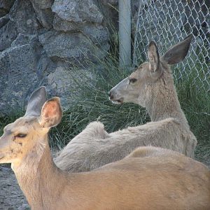 Mule Deer