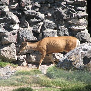 Mule Deer