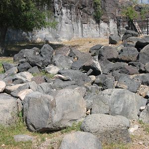 Bighorn Sheep Exhibit - Wild Yellow-Bellied Marmot