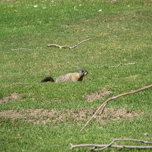 Bighorn Sheep Exhibit - Wild Yellow-Bellied Marmot