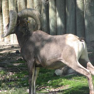 Bighorn Sheep