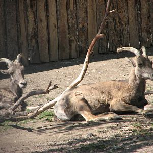 Bighorn Sheep