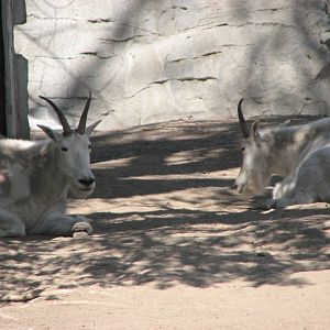 Rocky Mountain Goats