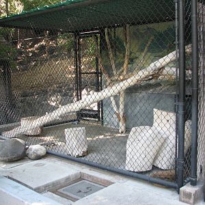 Bobcat Enclosure
