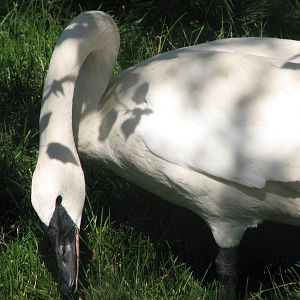 Trumpeter Swan