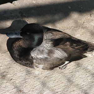 Lesser Scaup
