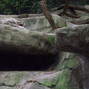 Snow Leopard Exhibit.